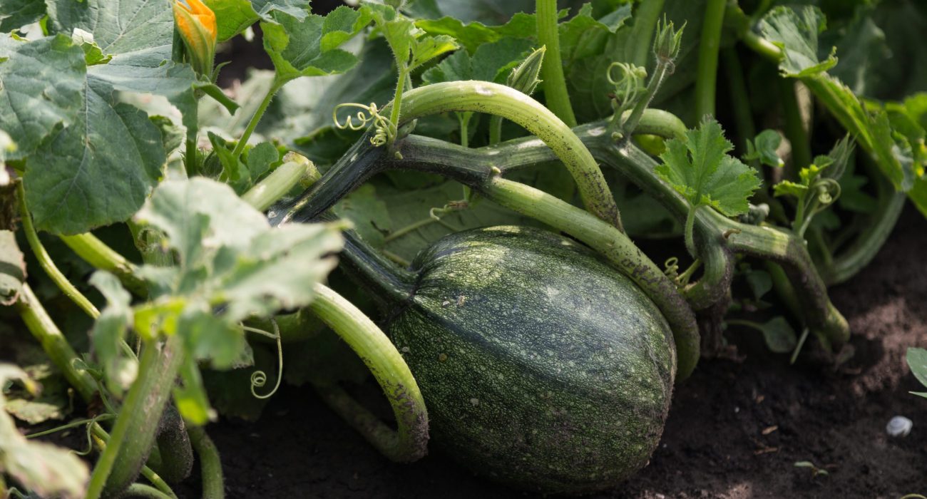 2018_JSO_Nadalj_4500px_NK-23-scaled