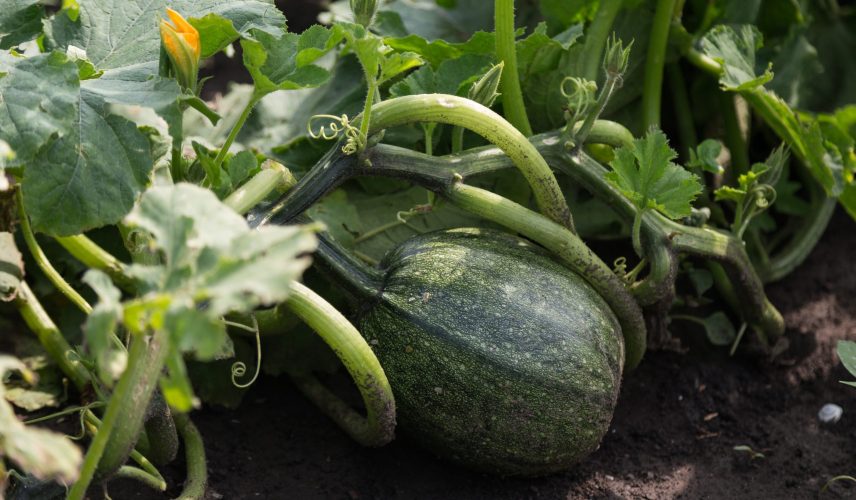 2018_JSO_Nadalj_4500px_NK-23-scaled